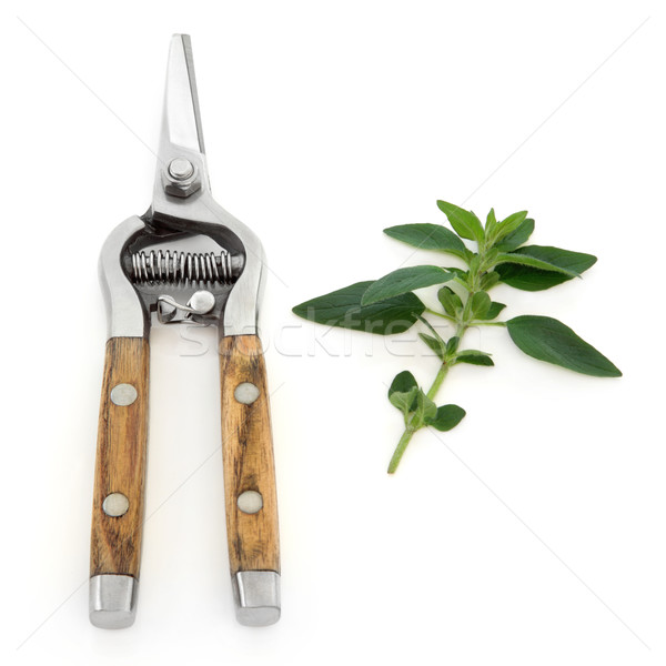 Marjoram Herb and Secateurs Stock photo © marilyna