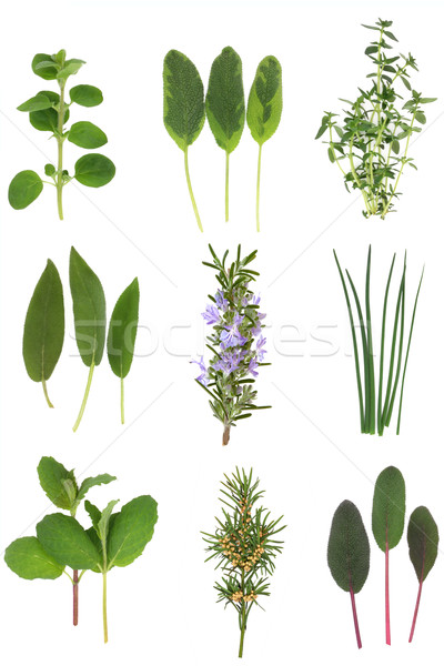 Gyógyászati gasztronómiai gyógynövény levelek levél rozmaring Stock fotó © marilyna