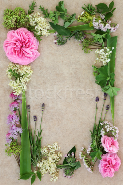 Medicinal Herb and Flower Border Stock photo © marilyna