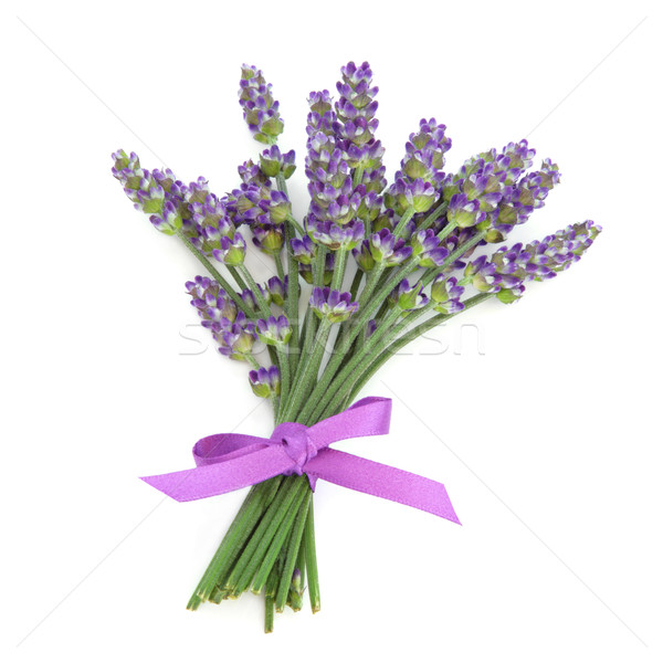 Lavandă iarbă floare flori satin violet Imagine de stoc © marilyna