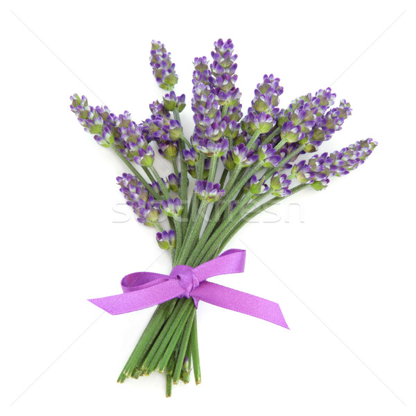 Lavanda erbe fiore fiori satinato viola Foto d'archivio © marilyna