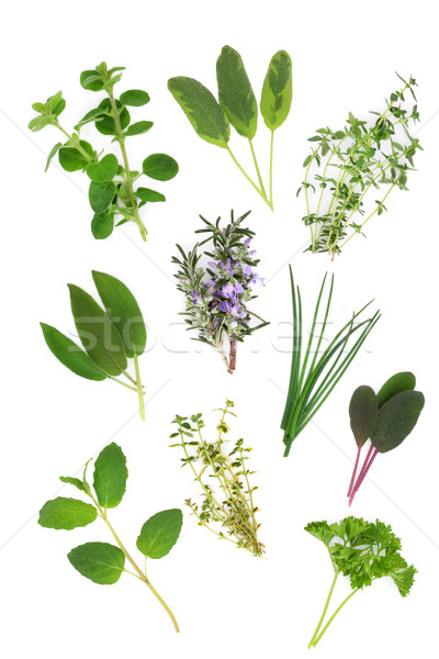 Photo stock: Herbe · feuille · variété · romarin · persil · origan