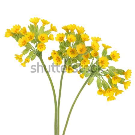 Cowslip Flowers Stock photo © marilyna