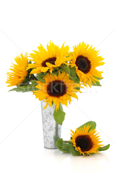 Floarea-soarelui frumuseţe floarea soarelui aluminiu vază liber Imagine de stoc © marilyna