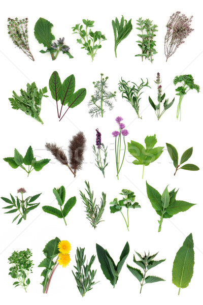 Fresh Herb Selection Stock photo © marilyna