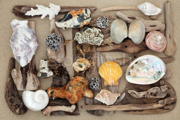 Seashell Driftwood and Rock Abstract Stock photo © marilyna