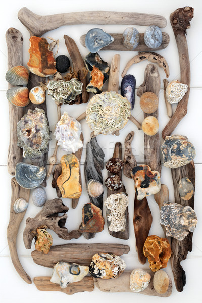 Tesouro beira-mar conchas troncos rochas abstrato Foto stock © marilyna