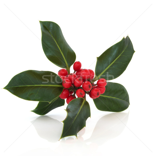 Holly Berry Leaf Sprig Stock photo © marilyna