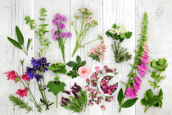 Stock photo: Herb and Flower Medicinal Selection