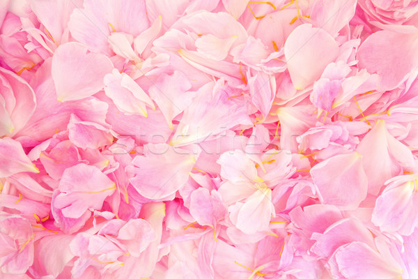 Szirom szépség rózsaszín virág természetes virágmintás Stock fotó © marilyna