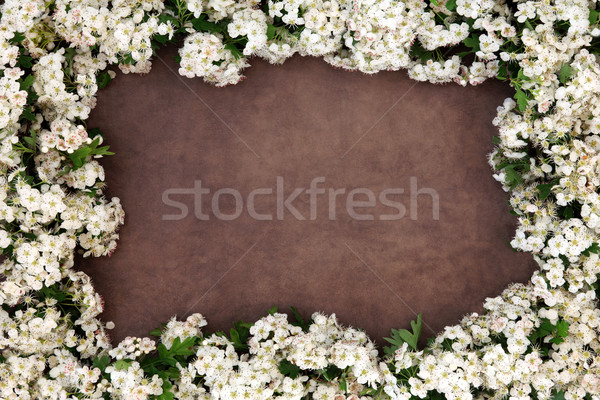 Hawthorn Blossom Flower Frame Stock photo © marilyna