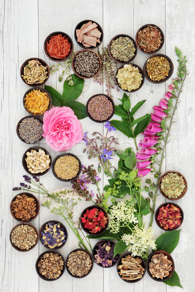 Medicinal Herbs and Flowers Stock photo © marilyna