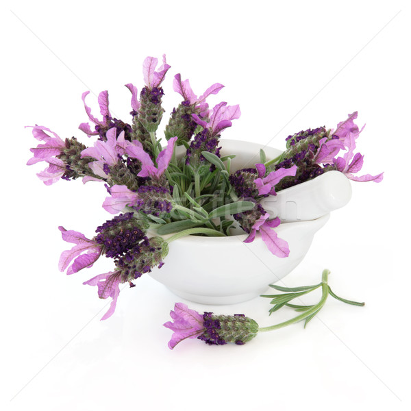 Stock photo: Lavender Herb