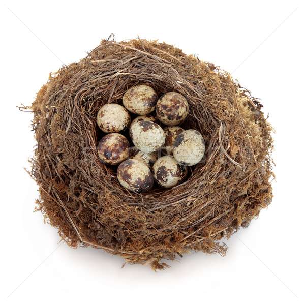 Eieren nest geïsoleerd witte home ei Stockfoto © marilyna