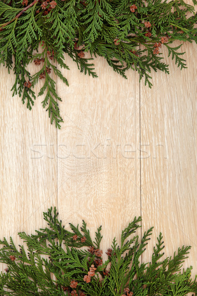 Foto stock: Ciprés · frontera · resumen · cedro · pino · madera