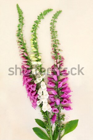 Foxglove Herbal Medicine Stock photo © marilyna