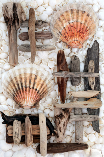 Naturalismo praia arte concha troncos concha Foto stock © marilyna