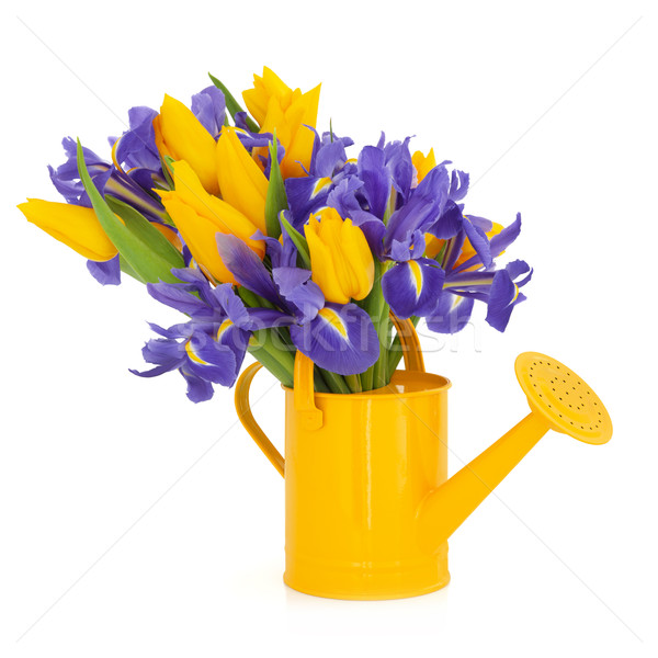 ストックフォト: チューリップ · アイリス · 花 · 美 · 黄色 · 紫色