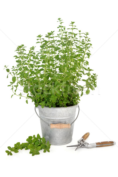 Oregano gyógynövény növény növekvő öreg alumínium Stock fotó © marilyna