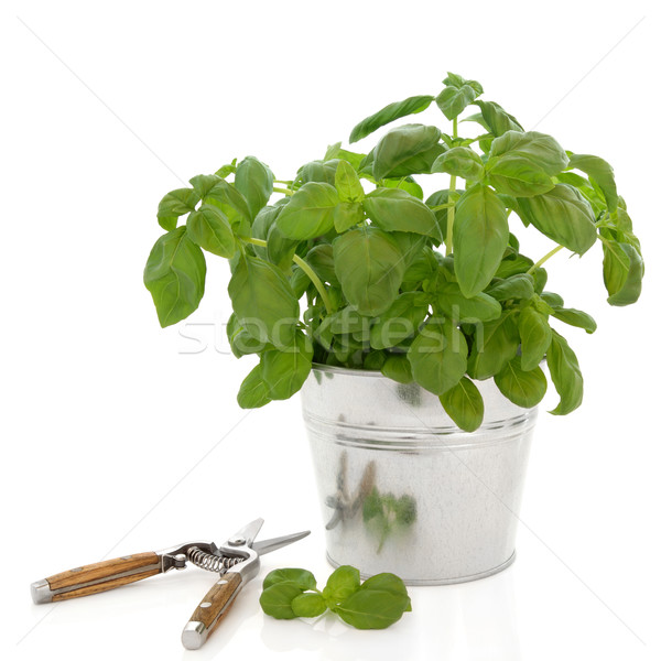 Basilicum kruid plant aluminium pot blad Stockfoto © marilyna