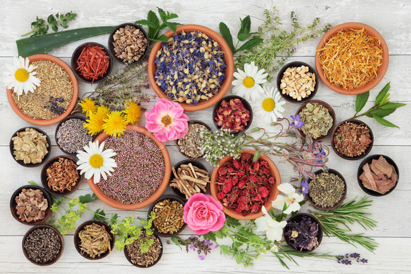Stock photo: Medicinal Herbs and Flowers