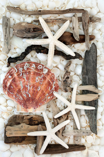 Foto d'archivio: Conchiglia · driftwood · abstract · starfish · bianco · conchiglie