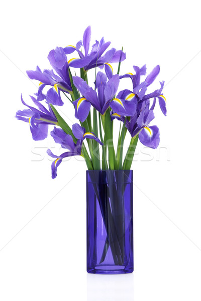 Iris Flower Beauty Stock photo © marilyna