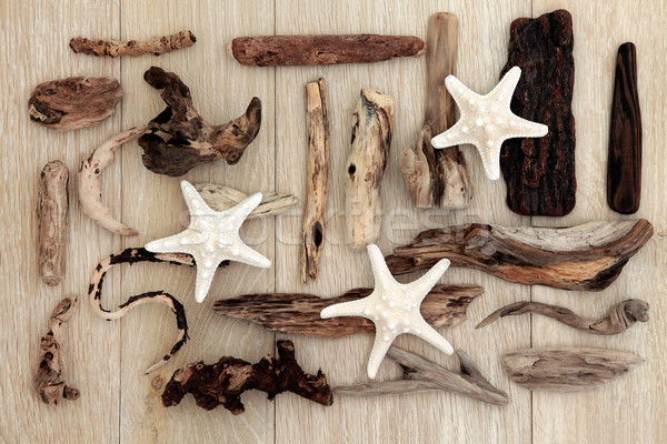Frutas mar starfish troncos abstrato projeto Foto stock © marilyna