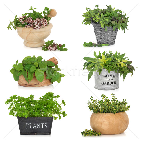 Gyógynövények gyógynövény levél különböző zsálya petrezselyem Stock fotó © marilyna