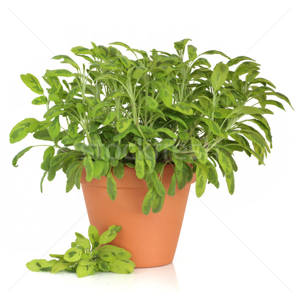 Salie kruid plant pot blad geïsoleerd Stockfoto © marilyna