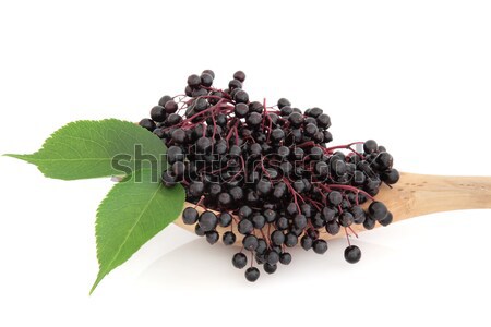 Elderberry Fruit Stock photo © marilyna