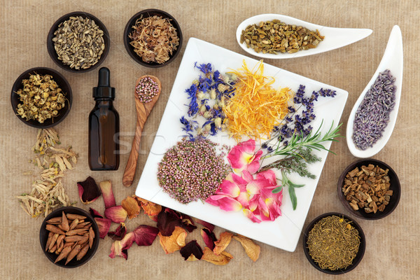 Stock photo: Magical and Medicinal Herbs