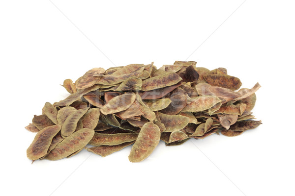 Senna Pods Stock photo © marilyna