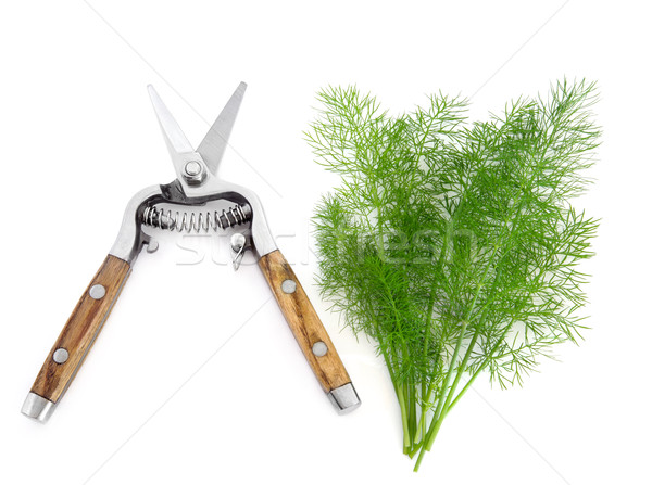 Dill Herb and Secateurs Stock photo © marilyna