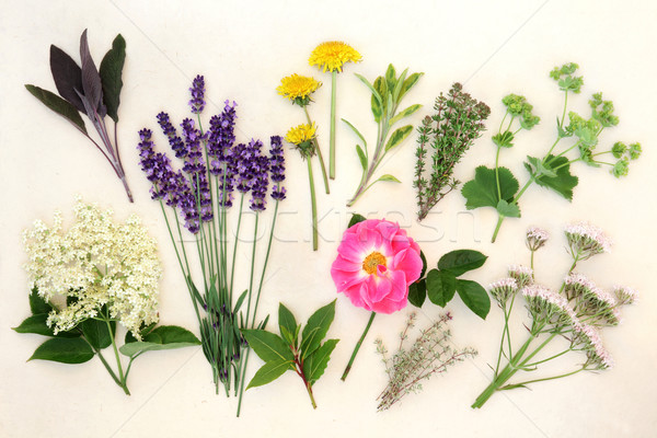 Healing Herbs and Flowers Stock photo © marilyna