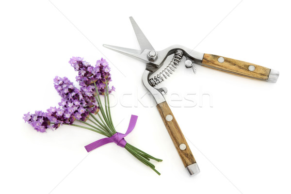 Lavender Herb Flowers and Secateurs Stock photo © marilyna