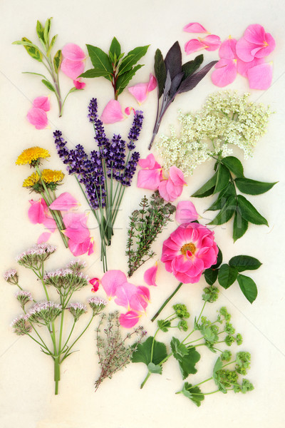 Gyógynövények virágok gyógynövény virág használt gyógyászati Stock fotó © marilyna