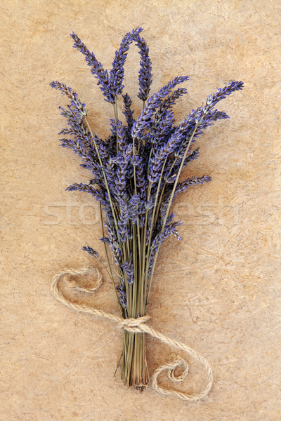 Lavender Flowers Stock photo © marilyna