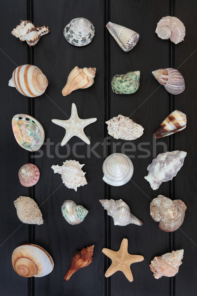 Shells Stock photo © marilyna