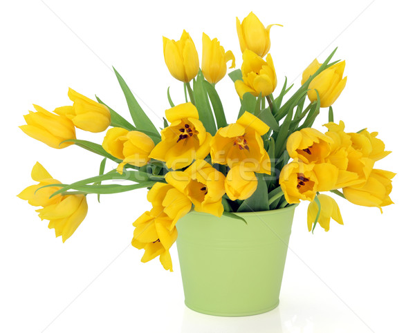Tulp schoonheid Geel bloemen groene metaal Stockfoto © marilyna