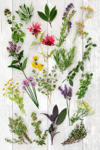 新鮮 草本植物 抽象 使用 自然 替代醫學 商業照片 © marilyna