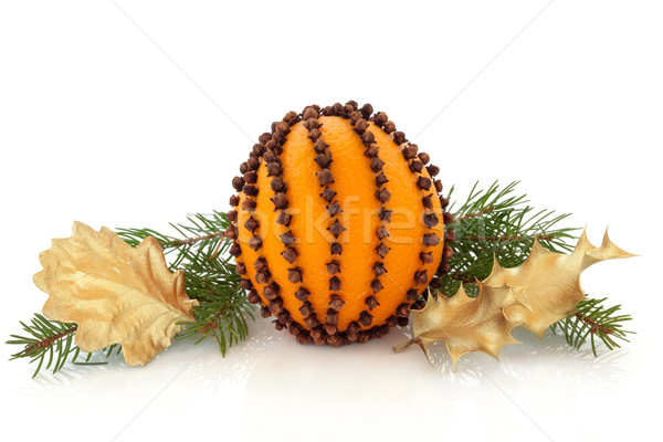 Portocaliu catel de usturoi Crăciun stejar molid Imagine de stoc © marilyna