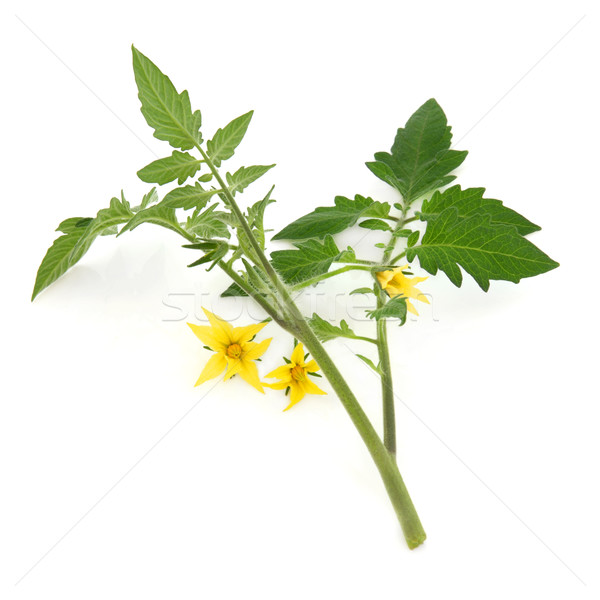 Tomato Plant Leaf Sprig Stock photo © marilyna