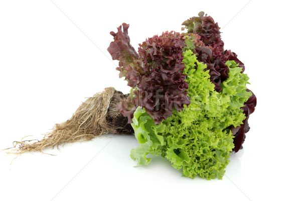 Frisee Lettuce Stock Photos Stock Images And Vectors Stockfresh