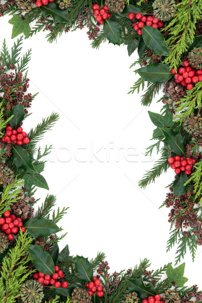 Foto d'archivio: Inverno · flora · confine · Natale · ivy