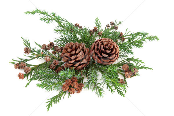 Winter flora arrangement pine ceder Stockfoto © marilyna