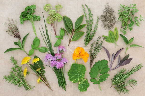 Fresh Herb Food Sampler Stock photo © marilyna