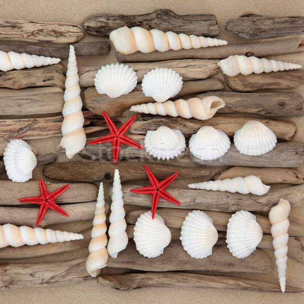 Belleza natural concha madera a la deriva resumen collage arena de la playa Foto stock © marilyna