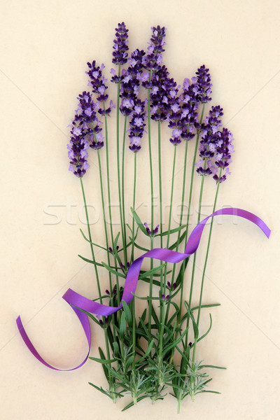 Lavender Herb Flowers Stock photo © marilyna