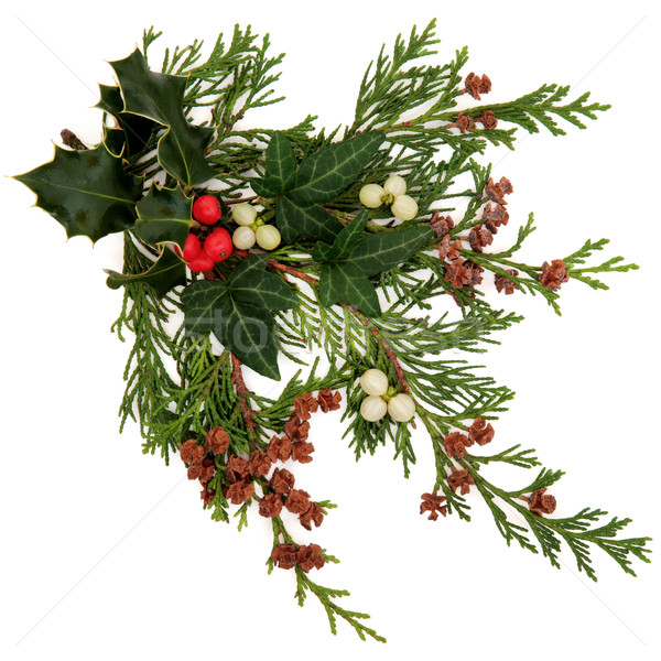 Invierno flora fauna Navidad hiedra muérdago Foto stock © marilyna
